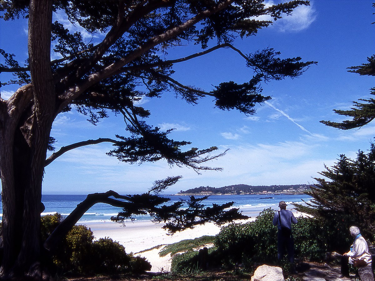 Cypress tree overlooking the Monterey, California coastline